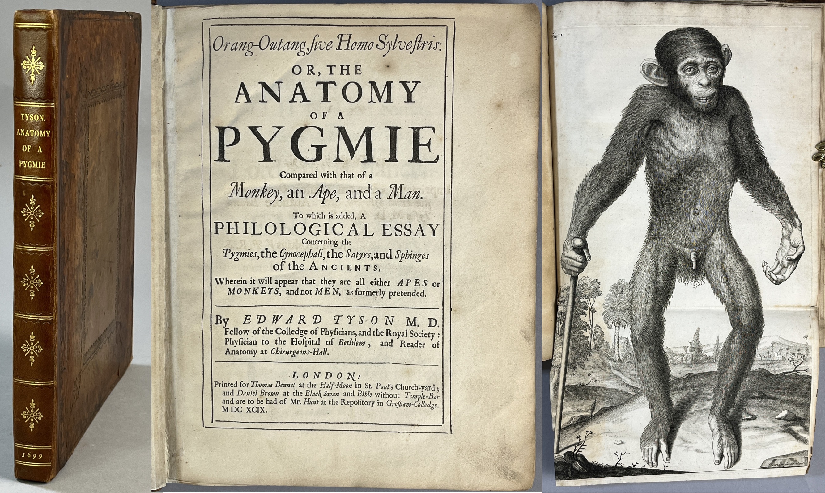 Orang-Outang, sive Homo Sylvestris: or, the Anatomy of a Pygmie Compared with that of a Monkey, an Ape and a Man. To which is added, a Philological Essay Concerning the Pygmies, the Cynocephali, the Satyrs, and Sphinges of the Ancients. Wherein it will appear that they are all either Apes or Monkeys, and not Men, as formerly pretended. By Edward Tyson M.D. ...